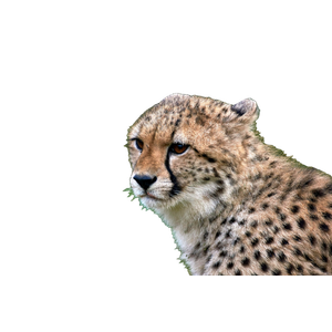 Cheetah On Green Grass During Daytime