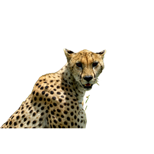 Cheetah On Green Grass During Daytime