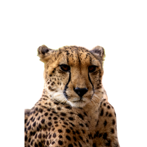 Cheetah On Green Grass During Daytime
