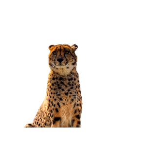 Cheetah Sitting On Brown Wooden Floor