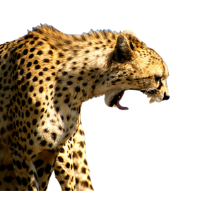 Cheetah Under Blue Sky During Daytime