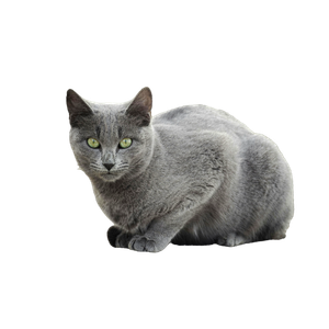 Close Up Of Russian Blue Cat In Tunisia 15107 - Cat PNG image with transparent background