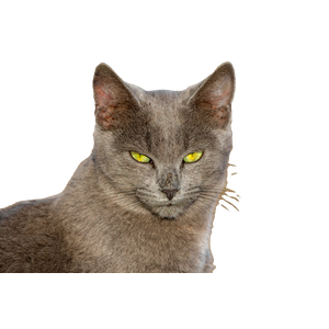 Close Up Portrait Of A Gray Chartreux Cat 15043 - Cat PNG image with transparent background