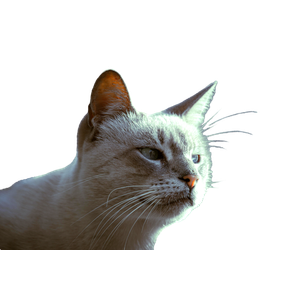Close Up Portrait Of Siamese Cat In Soft Light 12347 - Cat PNG image with transparent background