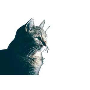 Close Up Photo Of Gray Cat – cat PNG with transparent background