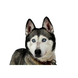 Close Up Photo Of Syberian Husky – cat PNG with transparent background