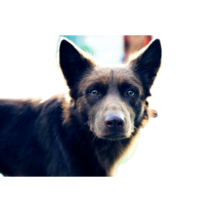 Close Up Photography Of Black Spitz – cat PNG with transparent background