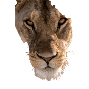 Close Up Photography Of Lioness Head – cat PNG with transparent background