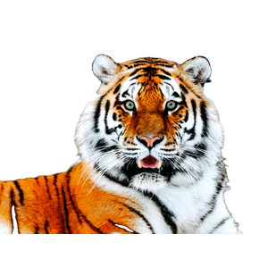 Related cat image: Close Up Photography Of Tiger