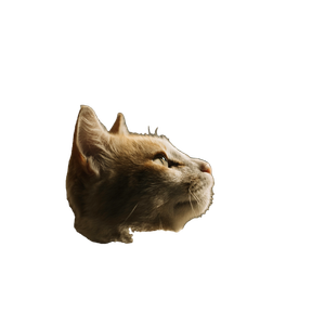 Close View Of Cat – cat PNG with transparent background