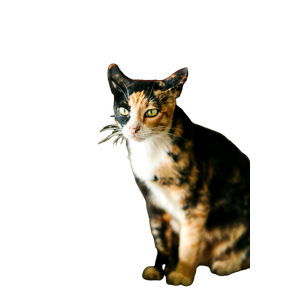Closeup Photo Of Calico Cat – cat PNG with transparent background