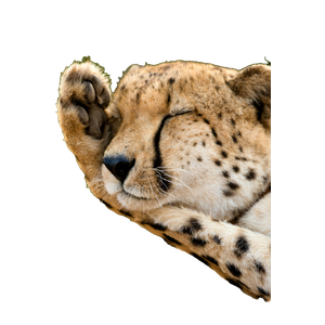 Closeup Photo Of Cheetah Lying On Ground