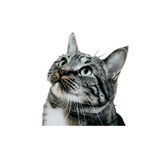 Closeup Photo Of Gray Tabby Cat – cat PNG with transparent background