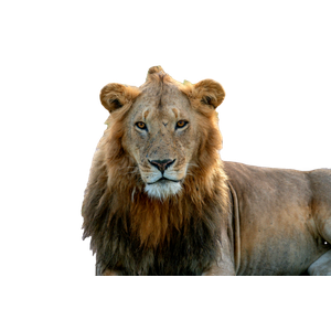 Closeup Photo Of Lion Lying On Sand – cat PNG with transparent background