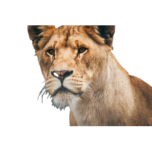 Closeup Photo Of Lioness – cat PNG with transparent background