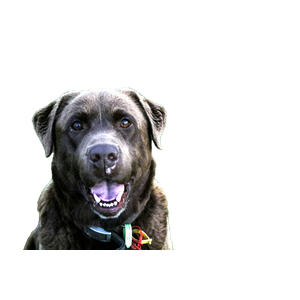 Closeup Photo Of Short Coated Black Dog – cat PNG with transparent background