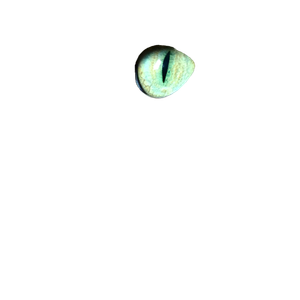 Closeup Photo Of Tabby Cat – cat PNG with transparent background