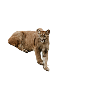 Cougar On Brown Rock Formation