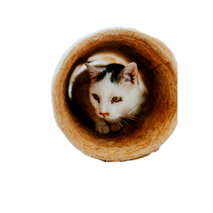 Cozy Cat Inside A Textured Tunnel Toy 12354 - Cat PNG image with transparent background