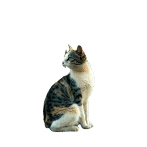 Curious Cat In Urban Setting Outdoors 12396 - Cat PNG image with transparent background