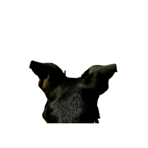 Dog'S Perspective – cat PNG with transparent background