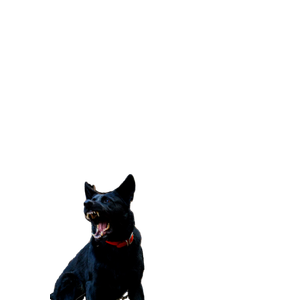 Dog Barking In The Forest – cat PNG with transparent background