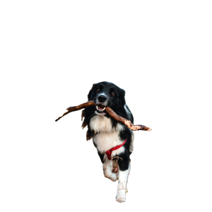 Dog Biting A Stick Beside Another Dog – cat PNG with transparent background