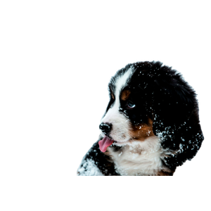 Dog Covered With Snow – cat PNG with transparent background