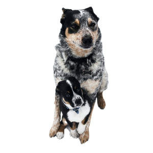 Dog Covering Puppy In Chest – cat PNG with transparent background