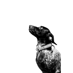 Dog In Grayscale Photo – cat PNG with transparent background