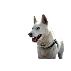 Dog In Shallow Focus – cat PNG with transparent background