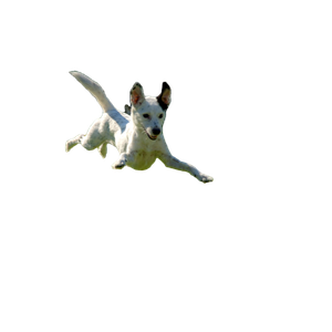 Dog Jumping On Lawn During Daytime – cat PNG with transparent background