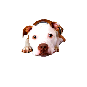 Dog Laying On Area Rug – cat PNG with transparent background