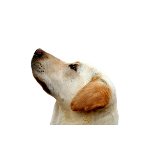 Dog Looking Upward – cat PNG with transparent background