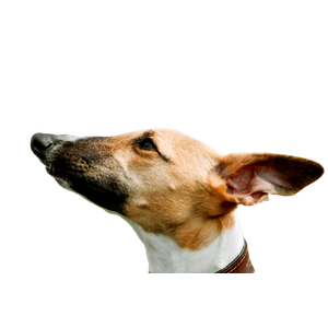 Dog Looking Upwards – cat PNG with transparent background