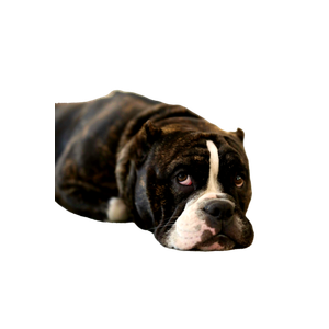 Dog Lying On Beige Surface – cat PNG with transparent background
