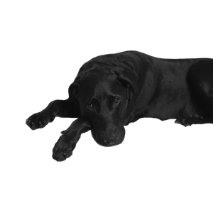 Dog Lying On Couch – cat PNG with transparent background