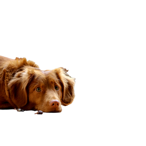 Dog Lying On Floor – cat PNG with transparent background