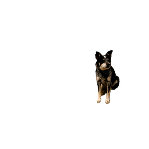 Dog On Grass Field And Rocks – cat PNG with transparent background