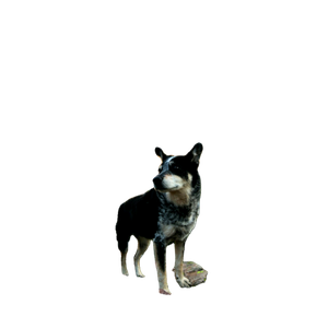 Dog On Mountain Range Near Trees – cat PNG with transparent background