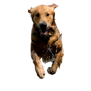Dog On Water – cat PNG with transparent background