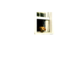 Dog On Window – cat PNG with transparent background