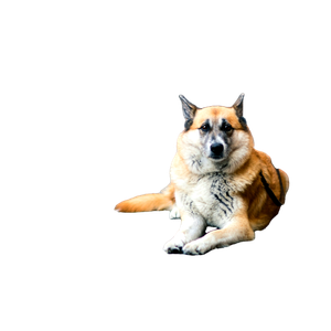 Dog Reclining On Pavement Near Sidewalk – cat PNG with transparent background