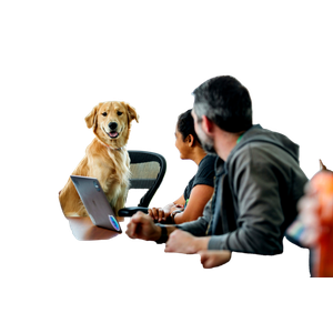 Dog Sitting On Chair – cat PNG with transparent background