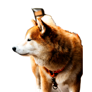 Dog Standing Near The Table – cat PNG with transparent background