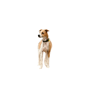 Dog Standing On Coat – cat PNG with transparent background