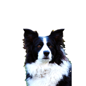 Dog Staring Left – cat PNG with transparent background
