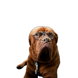 Dog Wearing Eyeglasses – cat PNG with transparent background