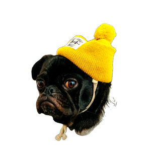 Dog Wearing Shirt With Hat – cat PNG with transparent background