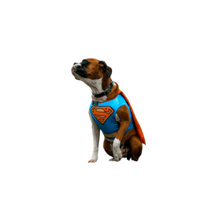 Dog Wearing Superman Costume – cat PNG with transparent background